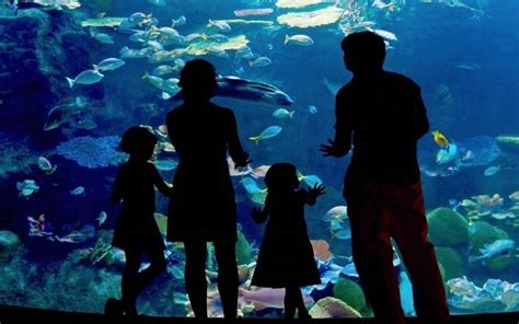 Museo De Cera Y Ripley Veracruz Acuario Y Mas Tours Paseos Y