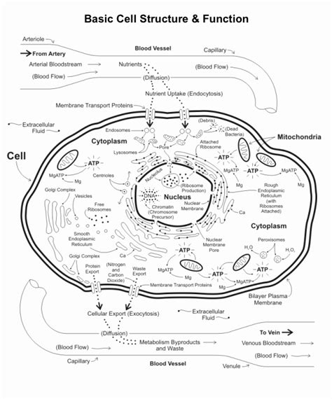 50 Function Of The Organelles Worksheet Chessmuseum Template Library