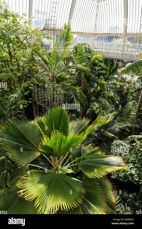 The Palm House At Kew Gardens Hi Res Stock Photography And Images Alamy