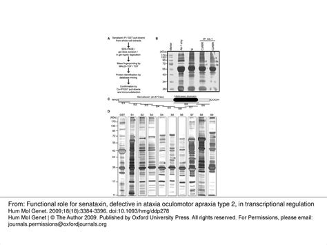 Figure Identification Of Senataxin Interacting Proteins By Mass