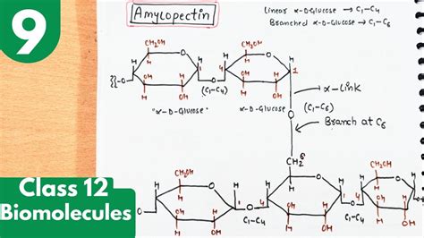 9) Polysaccharides| Starch | Amylose and Amylopectin with structures ...