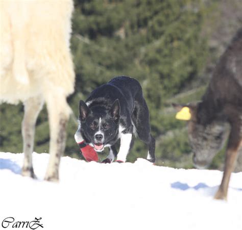 Gjeterhund Norsk Sau Og Geit