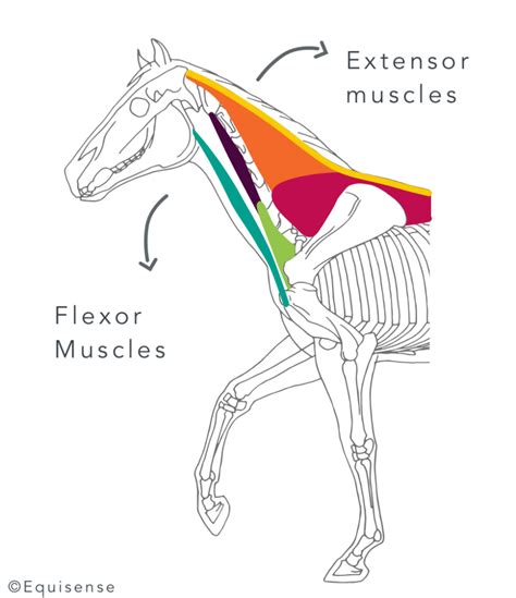 Building Neck Muscles Piece Of Cake Equisense Blog