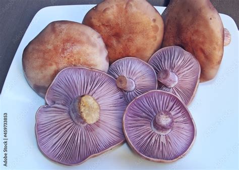 Clitocybe Nuda Nmente Conocido Como La Madera Blewit Pie Azul Y