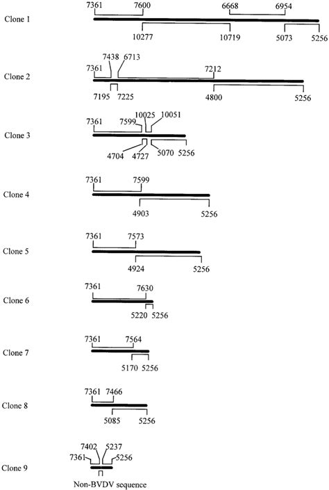 Schematic representation of some of the clones derived from... | Download Scientific Diagram