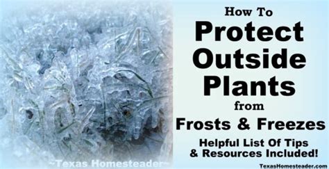 Protecting Plants From Frost Or Freeze ~texas Homesteader~