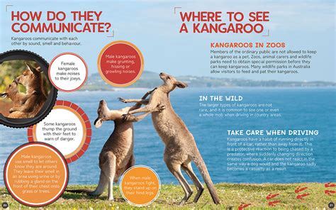 Kangaroo By John Lesley Redback Publishing Australia