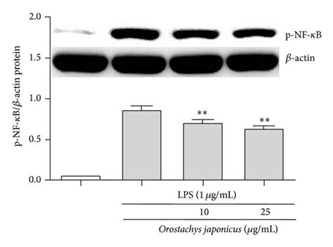 Effects Of O Japonicus On Lps Induced Nf κb P65 Phosphorylation And