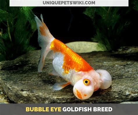 Top 10 Small Goldfish Breeds That You Can Keep As Pets