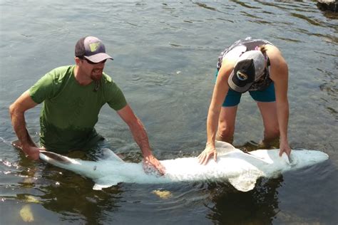 Hells Canyon Jet Boat Sturgeon Fishing Trips Snake River Bass