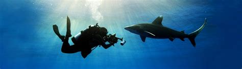 Image of Shark: Beneath the Surface
