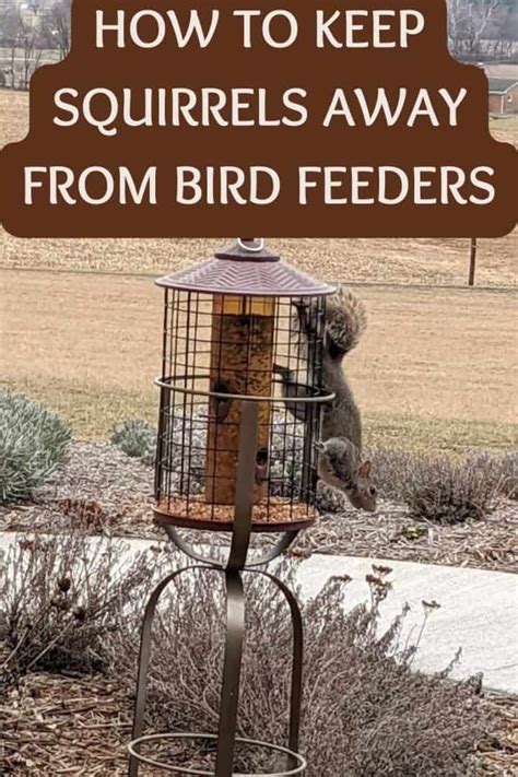 How To Keep Squirrels Away From Bird Feeders Without Harming Them