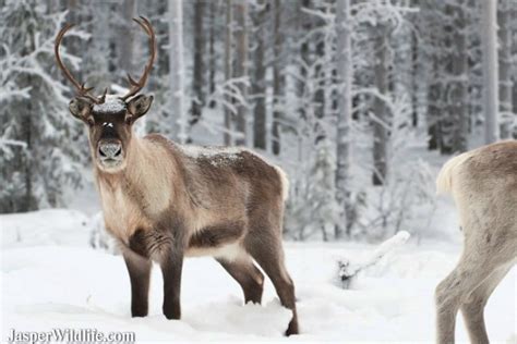 Caribou - Reindeer - Jasper Wildlife Tours