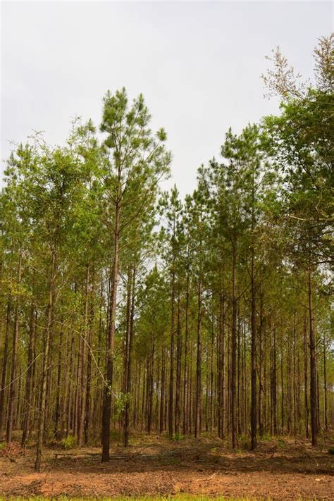 Georgia Pine Tree Plantation Stock Image - Image of land, biology ...