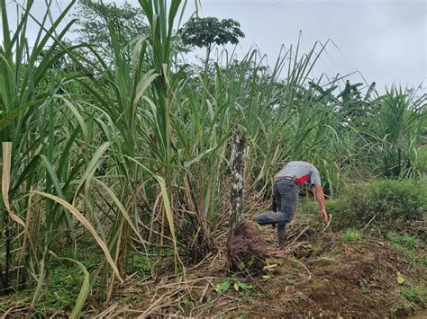 La Práctica de la Agricultura en San Carlos Sistema de Información