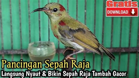 Pancingan Burung Sepah Raja Youtube