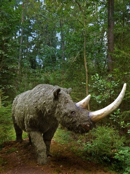 Ice Age Explorer: Woolly Rhino | Herefordshire Wildlife Trust