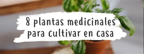 Plantas Medicinales Que Podemos Cultivar En Casa Pur Plant