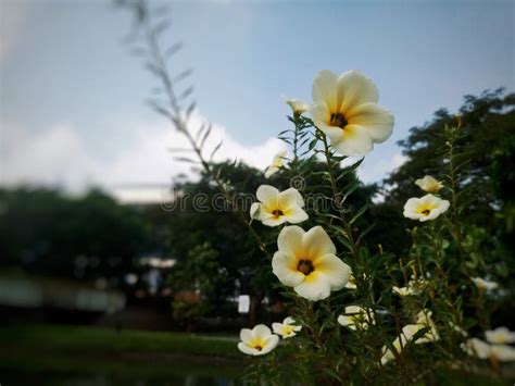 White Buttercup Flower Turnera Subulata Blooming Beautifully In The