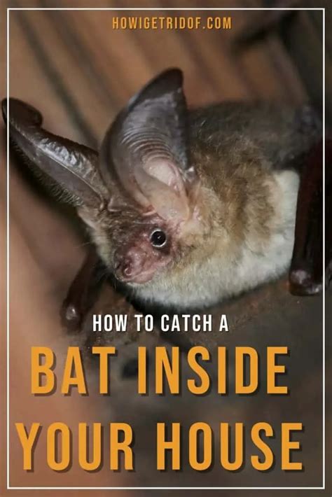 How To Catch A Bat Inside Your House How I Get Rid Of