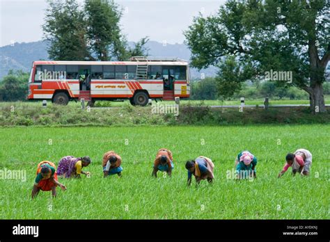 Women Working In A Rice Field In Gingee In Tamil Nadu South India Stock