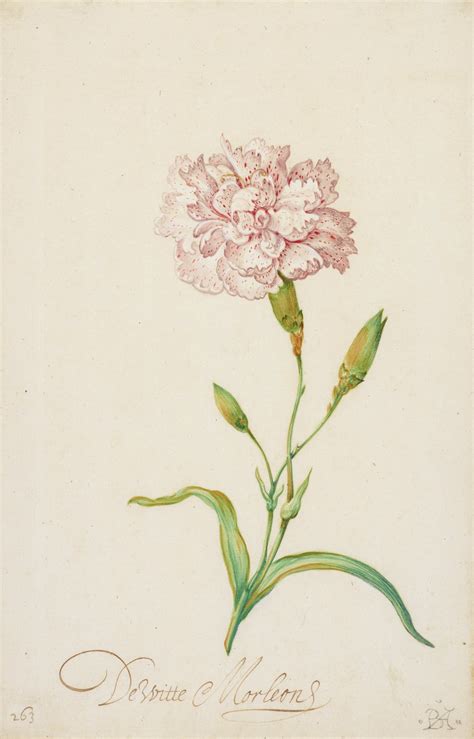 Pink Carnation | Birmingham Museum of Art