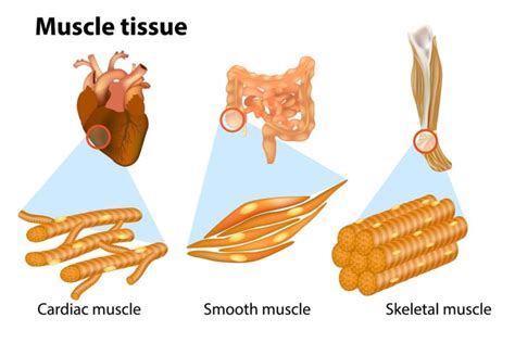 Types Of Muscle Tissue In Human Body Explained Anatomy System Human