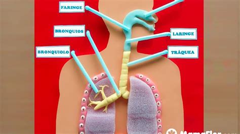 Aparato Respiratorio Maqueta Del Sistema Respiratorio Proyectos De