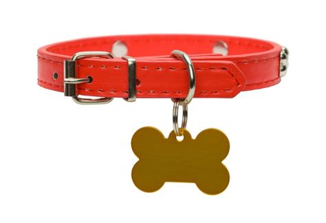 10 Best Dog Collars Of 2020 Review Dogsrecommend