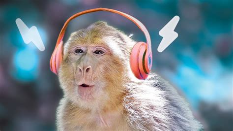 Do Monkeys Like Music 🙉 Monkey Reactions Youtube