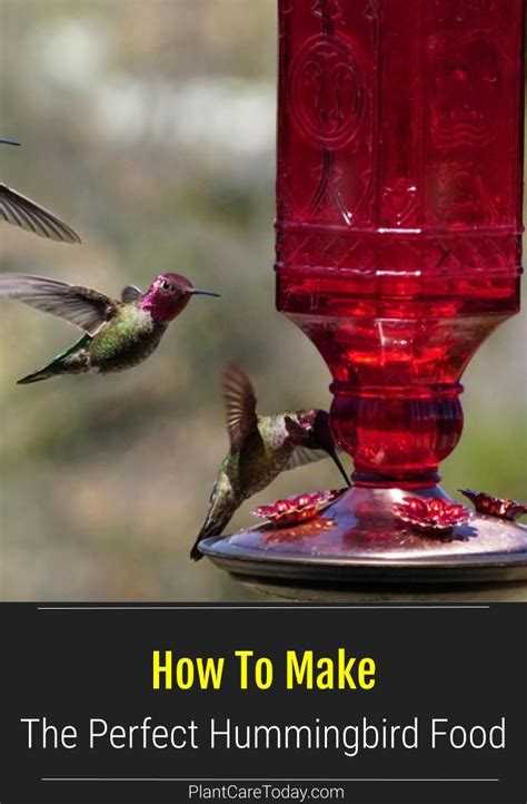 How To Make The Perfect Hummingbird Food Hummingbird Food