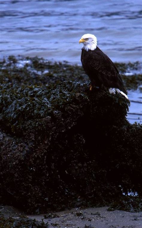 Eagle Perched On Rocks In Juneau Alaska Juneau Alaska Perched Bald