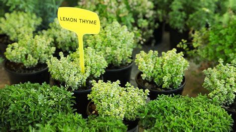 How To Grow Lemon Thyme Storables