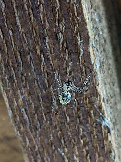 Help identifying this spider : r/AustralianSpiders