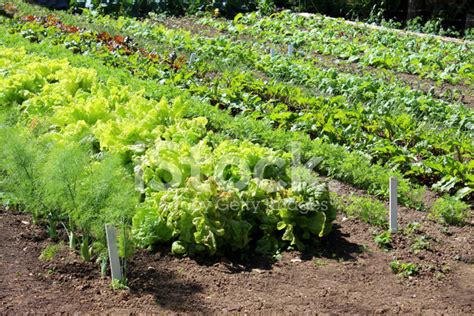 Walled Kitchen-Garden Growing Vegetables, Lettuces, Lettuce Plan Stock ...