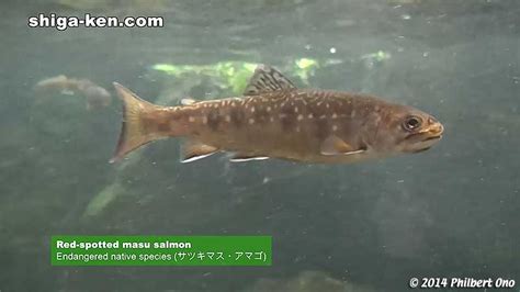 Lake Biwa Museum 琵琶湖博物館 Red Spotted Masu Salmon Endangered Native