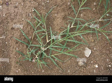 Cynodon Dactylon Creeping Plant Stock Photo Alamy