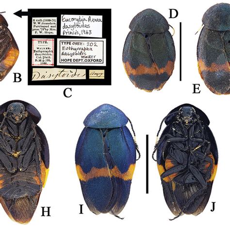 Akeucorydia Dasytoides The Type Population Ac Holotype Of