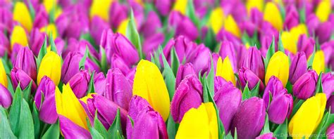 Purple Tulips Hd Wallpapers Top Free Purple Tulips Hd Backgrounds Wallpaperaccess