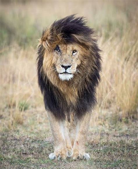 Scarface The Legend Of The Masai Mara Lions Of Africa Big On Wild