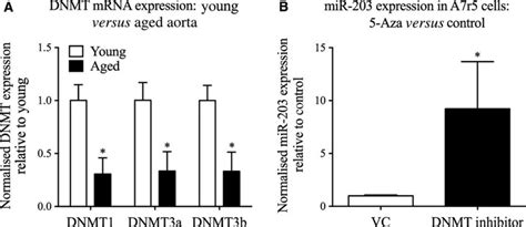 Dna Methyltransferases Dnmts Influence Mir Expression A Gene