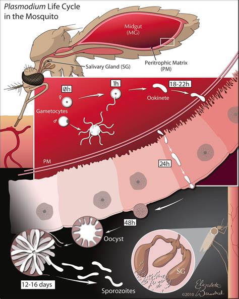 Onchocerca Volvulus Life Cycle