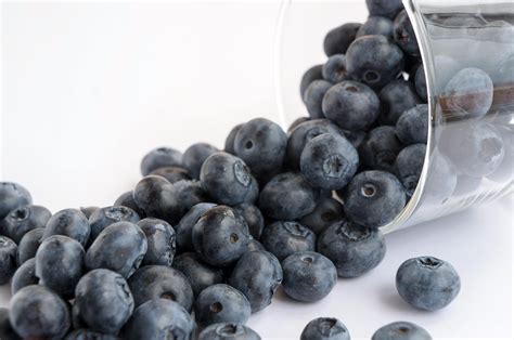 huckleberry      huckleberry stock