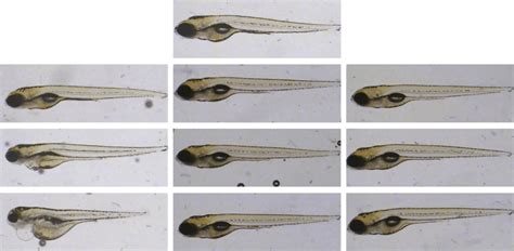 Gross morphological changes in the zebrafish larvae following
