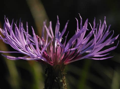 Purple Flower Close Up Violet Free Photo On Pixabay Pixabay