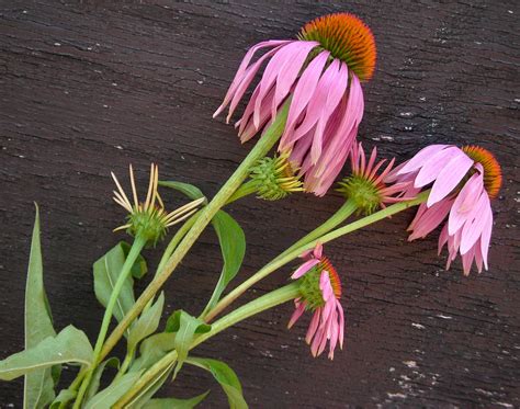 Echinacea Purpurea (Purple Coneflower)