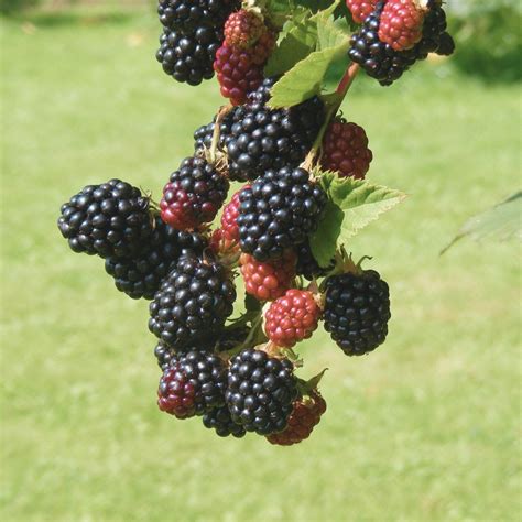 How to Prune Blackberries - Salt in my Coffee