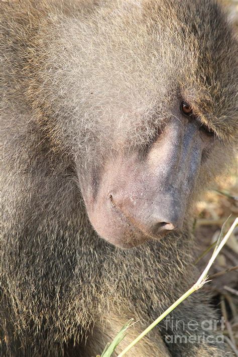 Baboon Photograph By Jennifer Geller Fine Art America