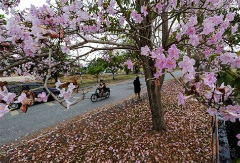 Keindahan Bunga Sakura Bakal Warnai Pulau Besar Astro Awani