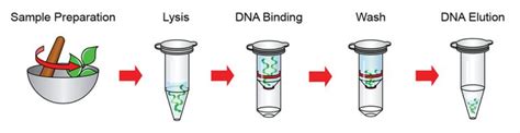 Genomic Dna Isolation Kit Plant Genedirex Inc